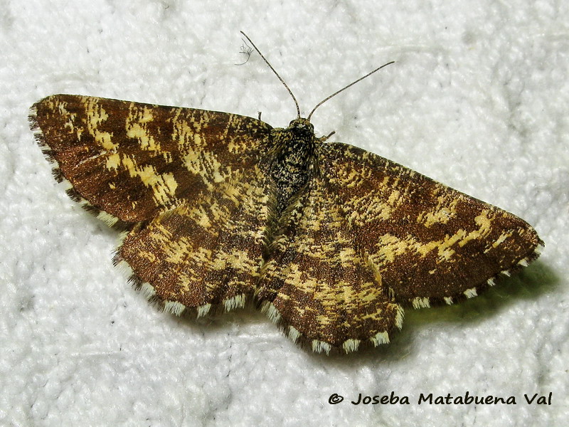 Ematurga atomaria - Geometridae